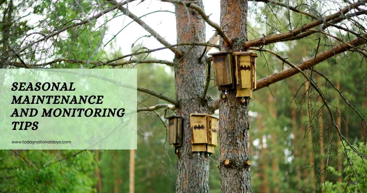 Bat House Monitoring Tips
